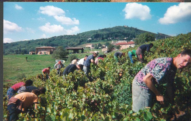 gimelande vendanges